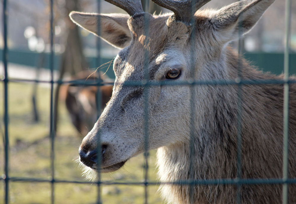 deer fencing